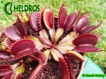 Dionaea Muscipula muchołówka PINK VENUS