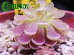 Tłustosz Pinguicula DEBBERTIANA