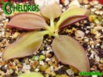 Tłustosz Pinguicula Parvifolia