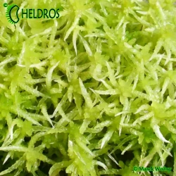 Live SPHAGNUM