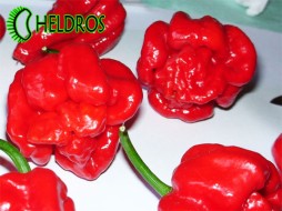 TRINIDAD SCORPION - 5 seeds