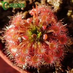 Drosera x Badgerupii - 15 Gemmae