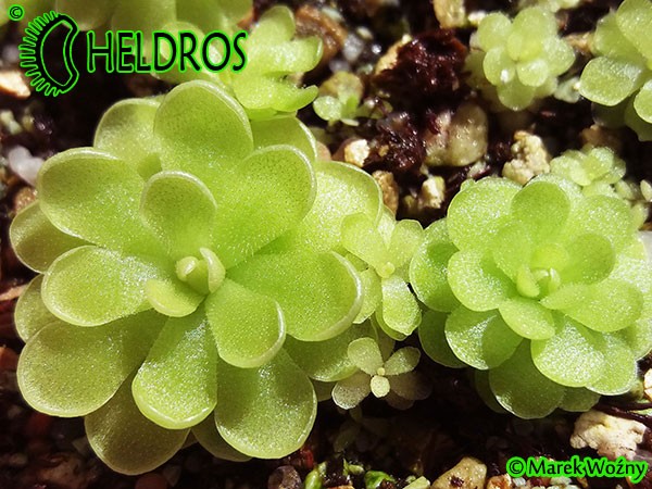 Pinguicula spec. Ciudad Victoria Lautner, 90-14