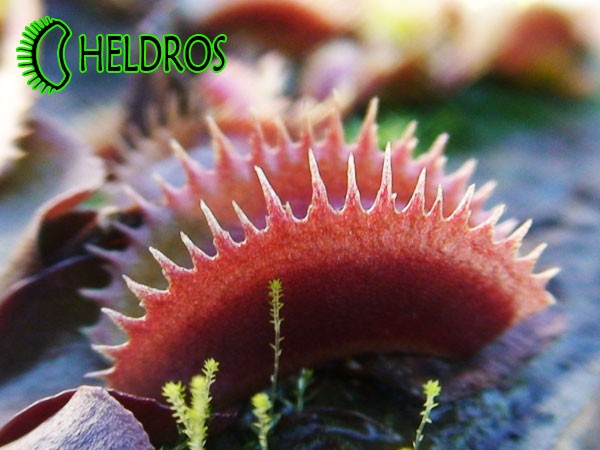 Dionaea Muscipula MUCHOŁÓWKA RED DENTATE