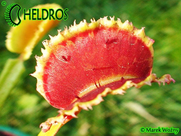 Muchołówka Dionaea Muscipula SUNRISE