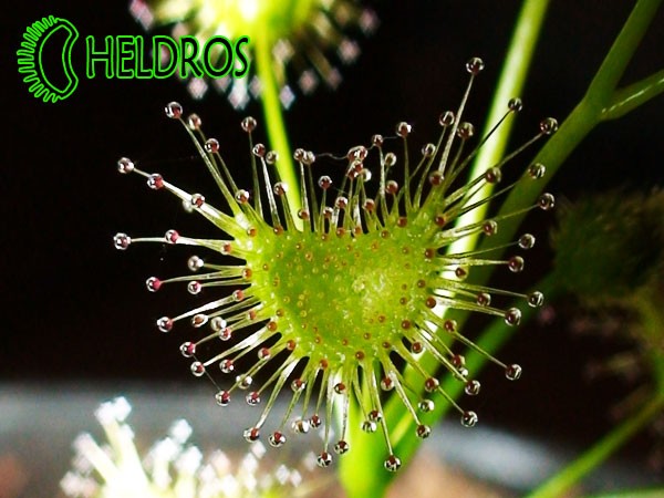 Rosiczka PELTATA - jej drapieżny liść / Carnivorous leaf of Drosera PELTATA.