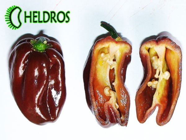 Habanero CONGO BLACK and seeds