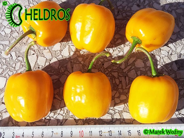 ORANGE GIANT ROCOTO chili