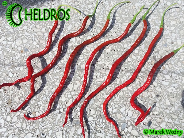 Thunder Mountain LONGHORN chili pepper