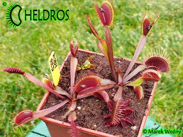 Dionaea RUBY RED