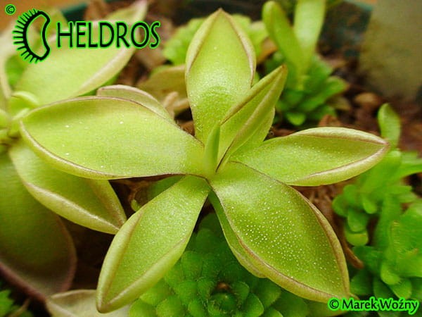 Pinguicula sp. Köhres