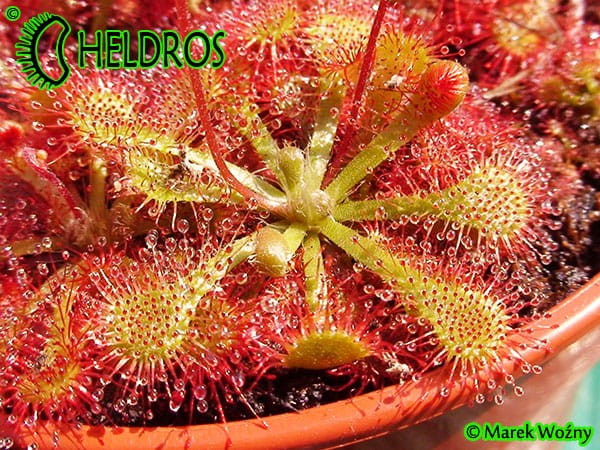 Drosera TOKAIENSIS