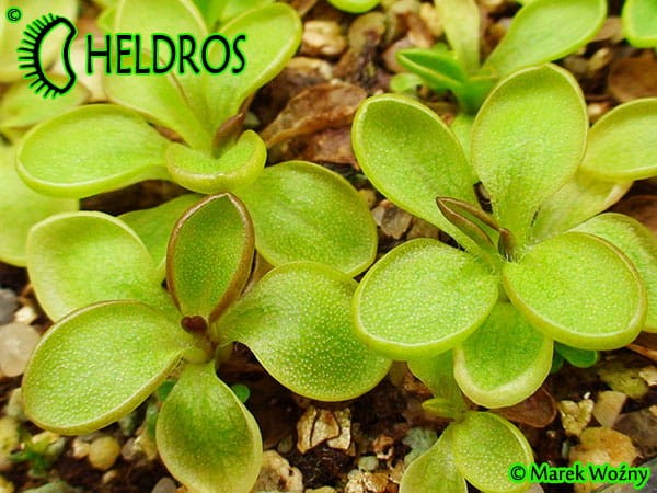 Pinguicula CRASSIFOLIA