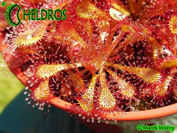 Rosiczka drosera communis var. breviscarpa﻿ (Mineiros, Goiás state, Brazil)
