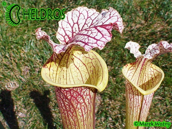 MK H89 Sarracenia x moorei ‘Elizabeth’ , Norman Parker