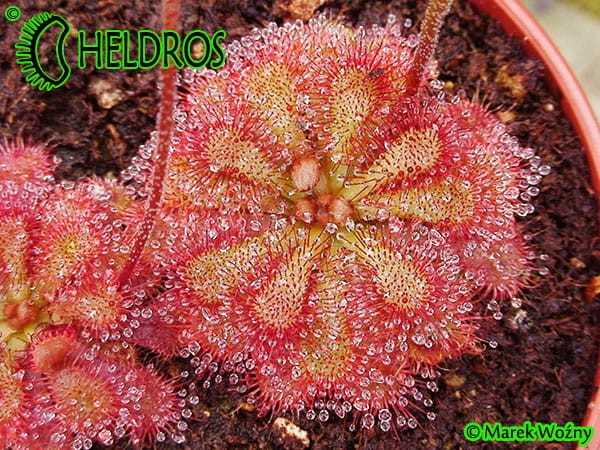 DROSERA Sp. PRETTY ROSETTE ROSICZKA Sp. PRETTY ROSETTE
