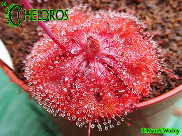 Drosera burmannii - Humpty Doo, North Territory,  Australia