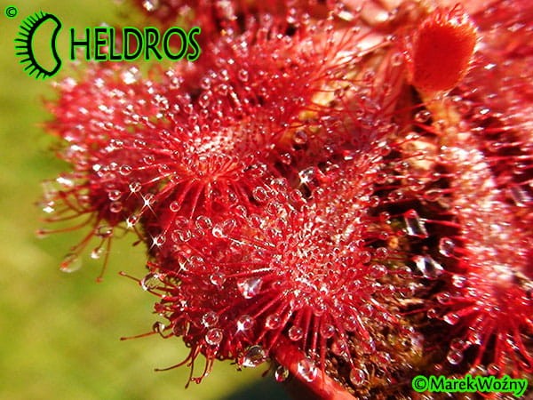 Drosera spatulata Gold Coast - eastern Queensland, white flower