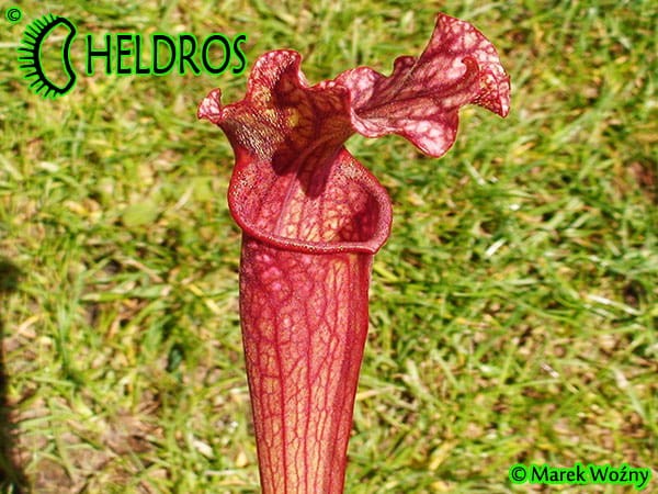 Sarracenia Oreophila x Leucophylla