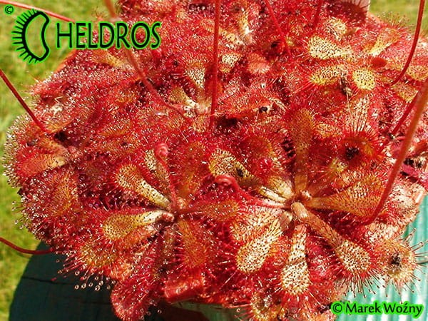 Rosiczka Drosera Natalensis Zimbabwe