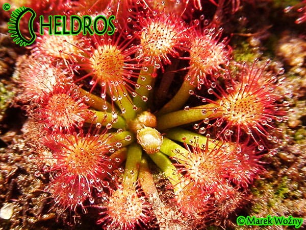 Drosera FELIX - Gran Sabana