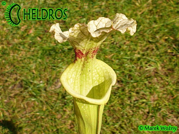 MK H34 Sarracenia x moorei,FL, W,S. flava var. rugelii x leucophylla. Plant has a red splotch in the throat.