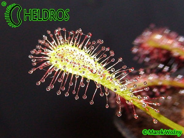 Drosera Rosiczka AFFINIS