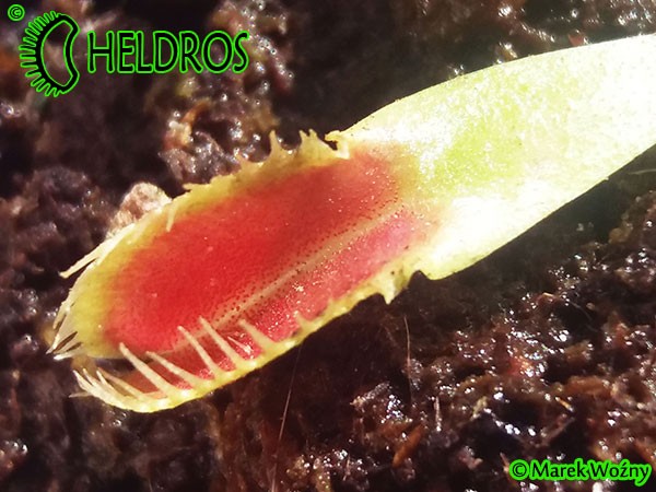 Dionaea Muscipula Muchołówka Crocodile