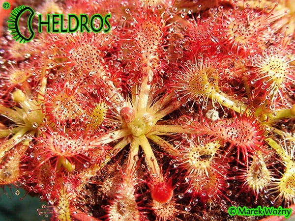 ROSICZKA DROSERA SPATULATA Ahipara Gumfields, New Zealand