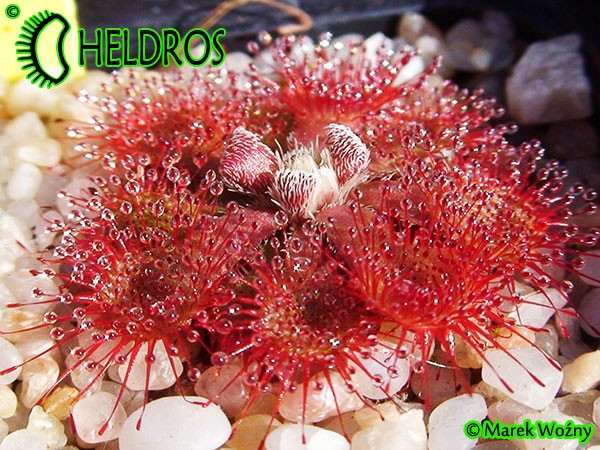 Drosera RUBRIFOLIA