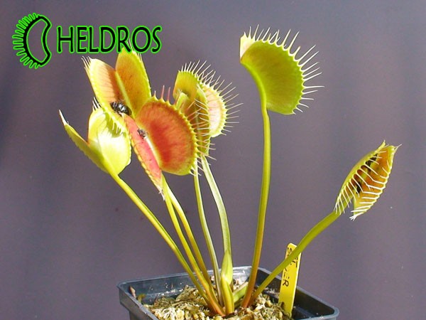 Dionaea Muscipula Muchołówka SPIDER