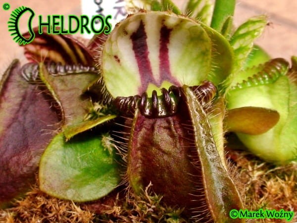 Cephalotus QUEEN MARY