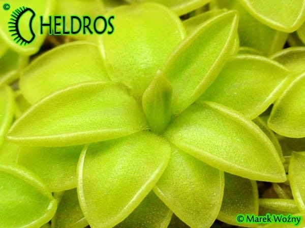 Tłustosz Pinguicula spec. Sierra Mazatecas