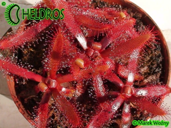 Drosera Latifolia Palmeira, Paraná state, Brazil