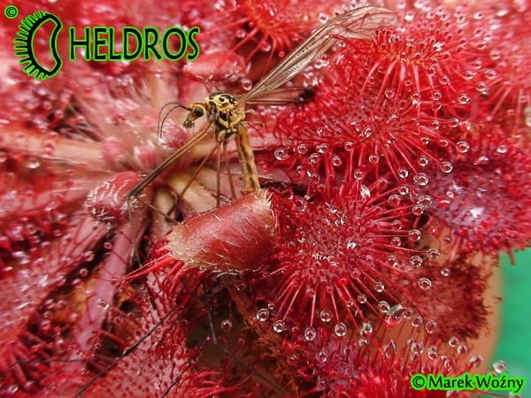 Rosiczka Drosera SPATULATA Hong Kong