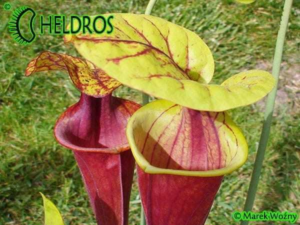 MK F124 Kapturnica Sarracenia Flava var. rubricorpora very dark, Don Schnell (= dark redblack, Potterton &amp; MMar.tKin.).