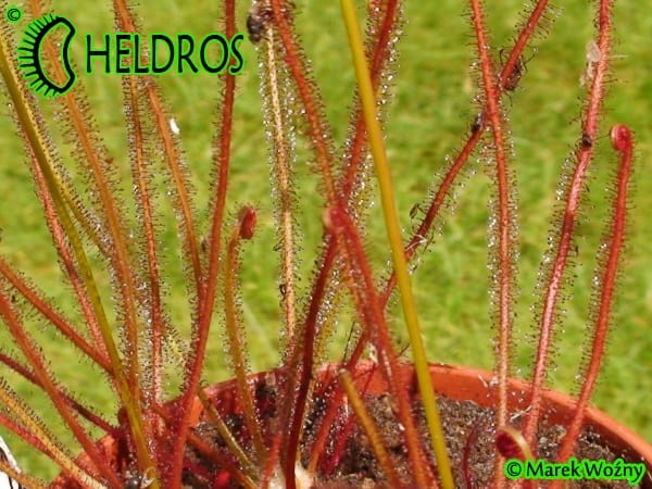Rosiczka Drosera Filiformis RED