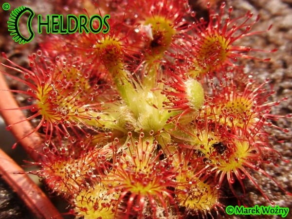 ROSICZKA Drosera SPATULATA Deniston West Coast, NZ