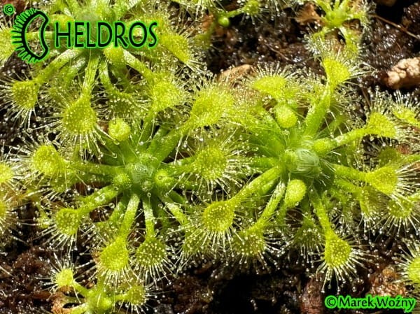 Dro﻿sera Leucostigm﻿﻿﻿﻿a﻿ ﻿all green form
