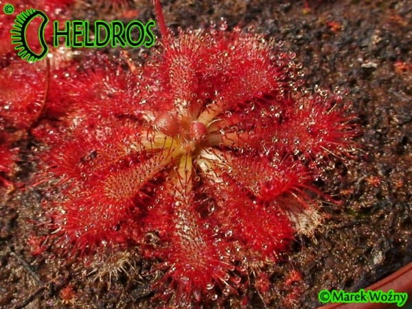 Rosiczka DROSERA SPATULATA Mobara, Chiba Prefecture, Japan