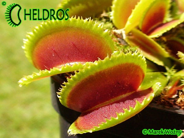 Muchołówka Dionaea SAWTOOTH