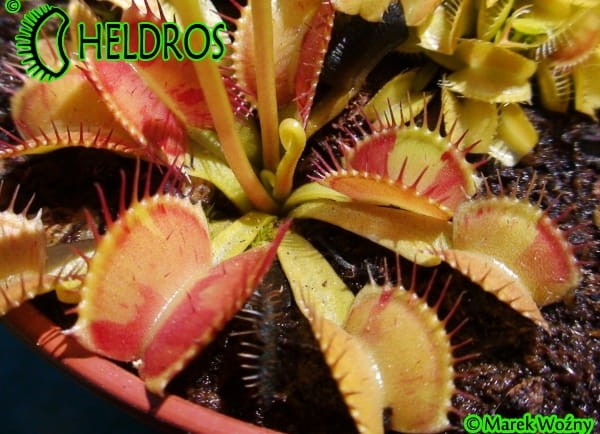 Muchołówka Dionaea Charly Mandon's Spotted