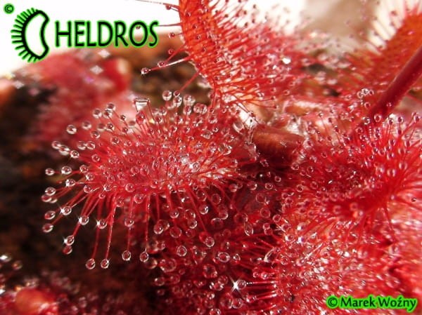 Rosiczka DROSERA TOMENTOSA var. GLABRATA. Serra da Canastra, Delfinópolis, Minas Gerais, Brasil