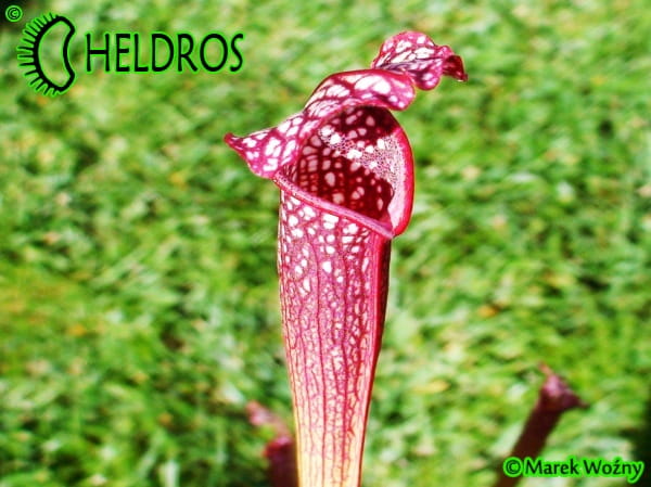 Kapturnica-MK-H96-Sarracenia-x