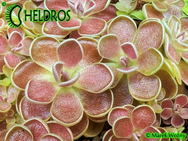 Tłustosz Pinguicula FLORIAN