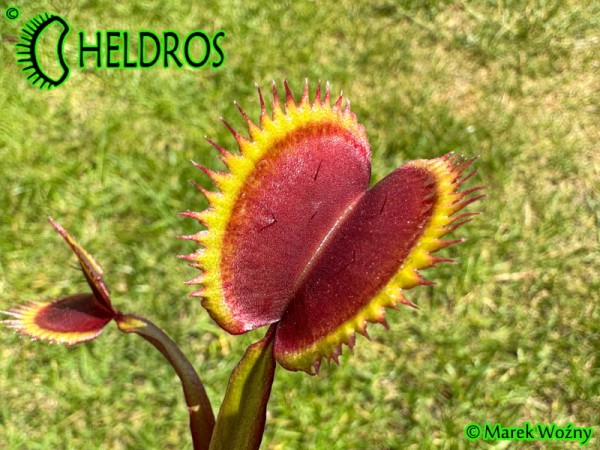 Muchołówka Dionaea AMTEBORUS - AMTEBOROUS