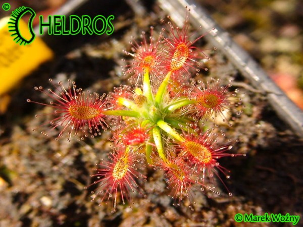 Drosera LASIANTHA gemmae