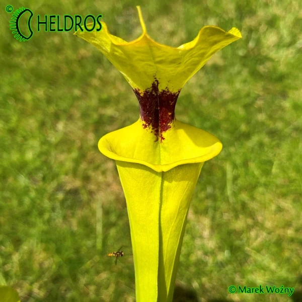 MK-F18-Sarracenia-var-rugelii-Giant-robust-clone