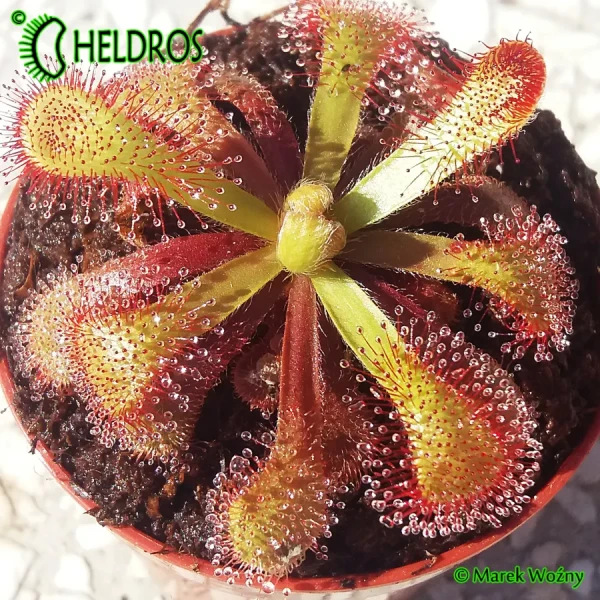 Rosiczka-Drosera-VENUSTA