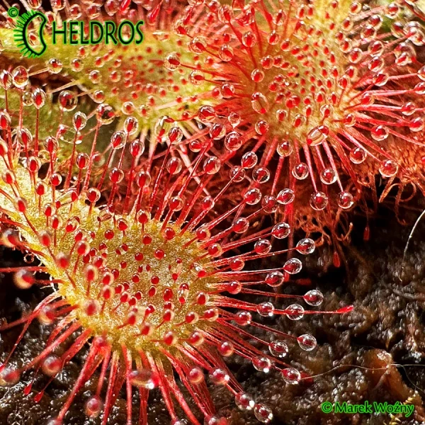 Rosiczka-Drosera-Spatulata-hybrid